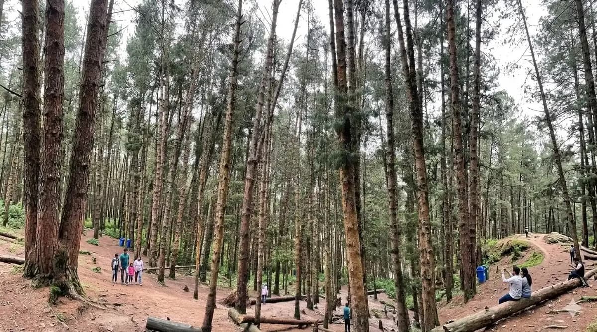 Pine Forest Kodaikanal