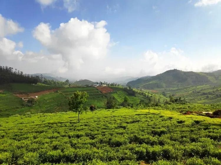 Doddabetta Peak Ooty